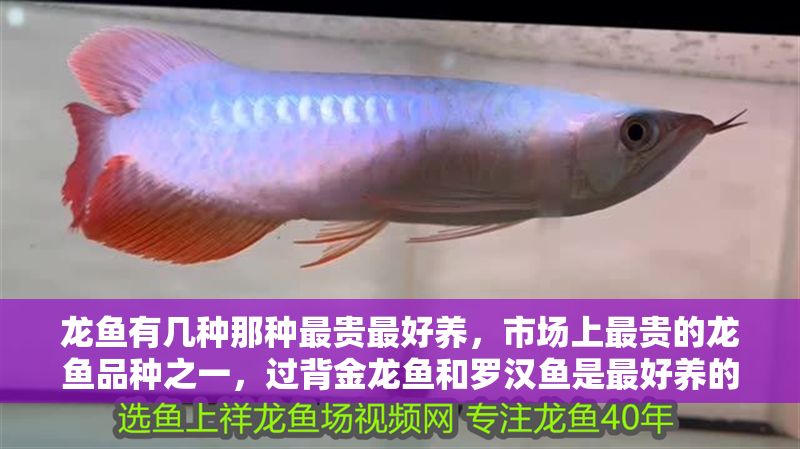 龍魚有幾種那種最貴最好養，市場上最貴的龍魚品種之一，過背金龍魚和羅漢魚是最好養的品種