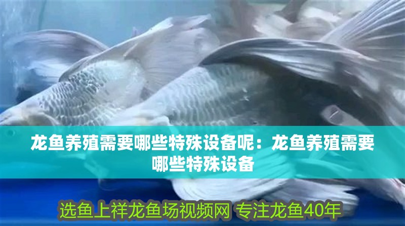 龍魚養(yǎng)殖需要哪些特殊設(shè)備呢：龍魚養(yǎng)殖需要哪些特殊設(shè)備