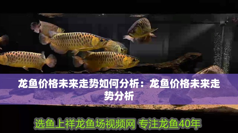 龍魚價格未來走勢如何分析：龍魚價格未來走勢分析