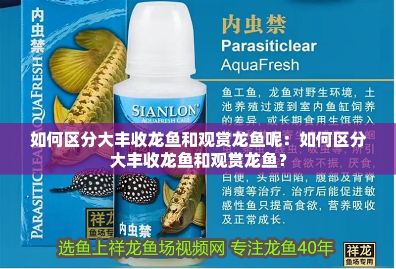 如何區分大豐收龍魚和觀賞龍魚呢：如何區分大豐收龍魚和觀賞龍魚？