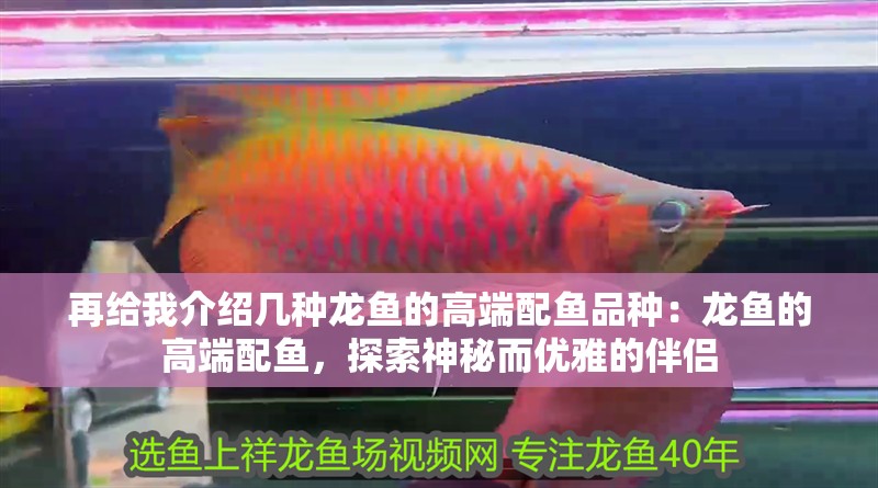 再給我介紹幾種龍魚的高端配魚品種：龍魚的高端配魚，探索神秘而優雅的伴侶