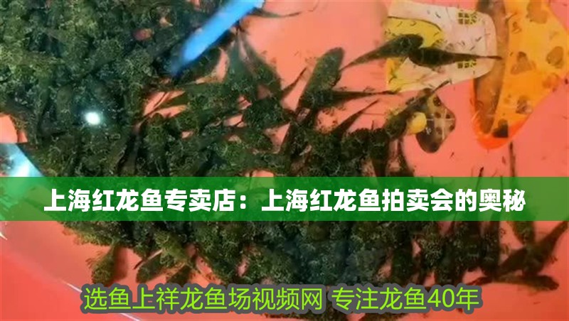 上海紅龍魚專賣店：上海紅龍魚拍賣會的奧秘