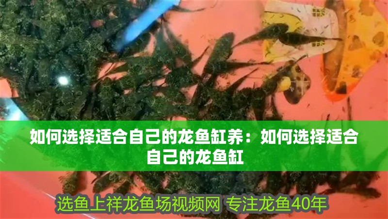 如何選擇適合自己的龍魚缸養：如何選擇適合自己的龍魚缸
