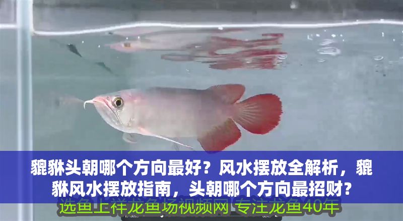 貔貅頭朝哪個(gè)方向最好？風(fēng)水?dāng)[放全解析，貔貅風(fēng)水?dāng)[放指南，頭朝哪個(gè)方向最招財(cái)？