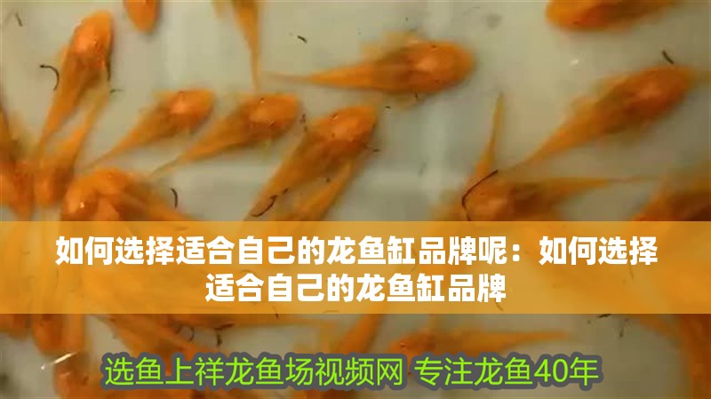 如何選擇適合自己的龍魚缸品牌呢：如何選擇適合自己的龍魚缸品牌
