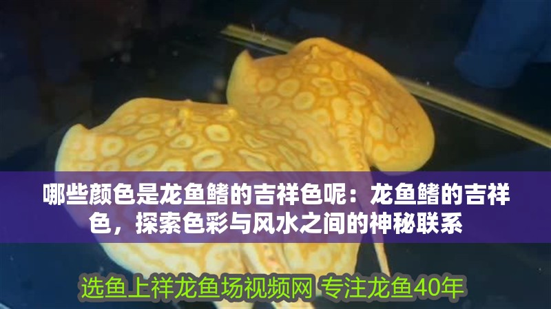 哪些顏色是龍魚鰭的吉祥色呢：龍魚鰭的吉祥色，探索色彩與風(fēng)水之間的神秘聯(lián)系
