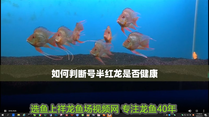如何判斷號半紅龍是否健康