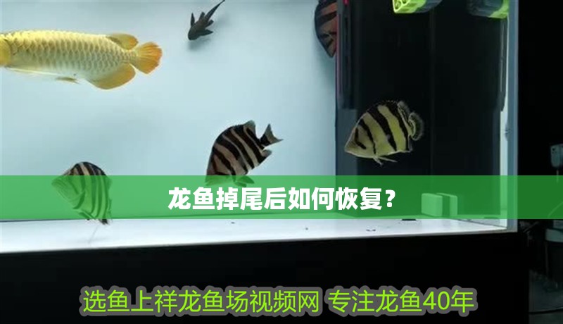 龍魚掉尾后如何恢復？
