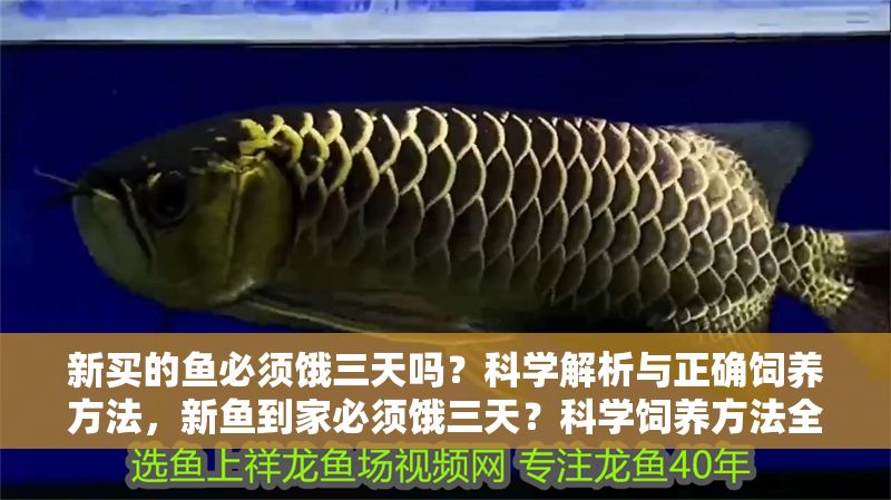新買的魚必須餓三天嗎？科學解析與正確飼養方法，新魚到家必須餓三天？科學飼養方法全解析