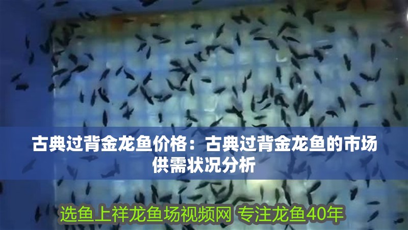古典過背金龍魚價格：古典過背金龍魚的市場供需狀況分析