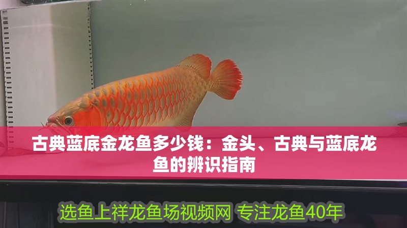 古典藍底金龍魚多少錢：金頭、古典與藍底龍魚的辨識指南