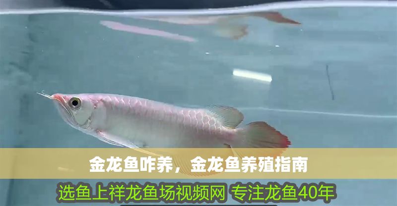 金龍魚咋養，金龍魚養殖指南