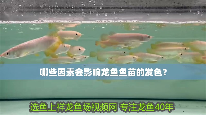 哪些因素會影響龍魚魚苗的發色？