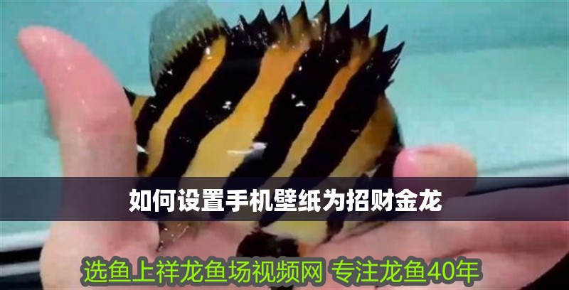 如何設置手機壁紙為招財金龍