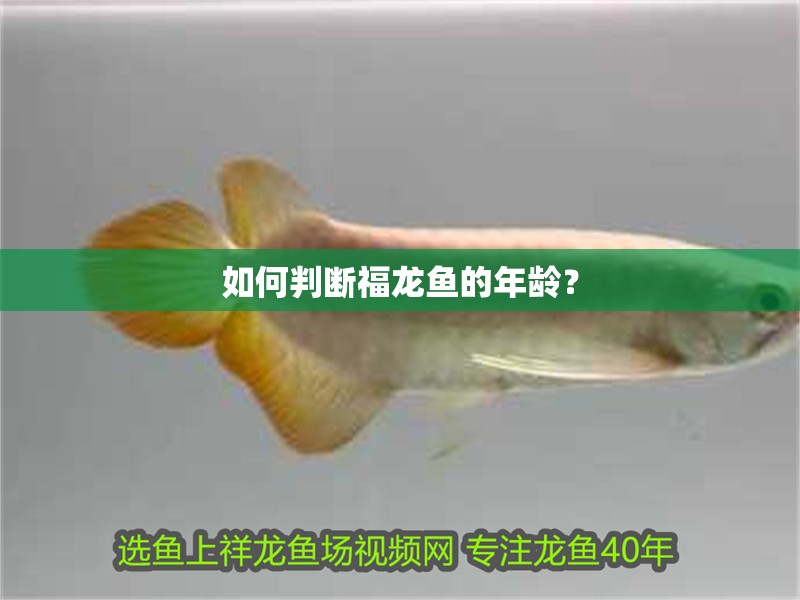 如何判斷福龍魚的年齡？