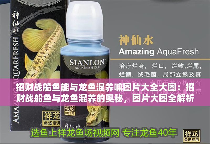 招財戰船魚能與龍魚混養嘛圖片大全大圖：招財戰船魚與龍魚混養的奧秘，圖片大圖全解析