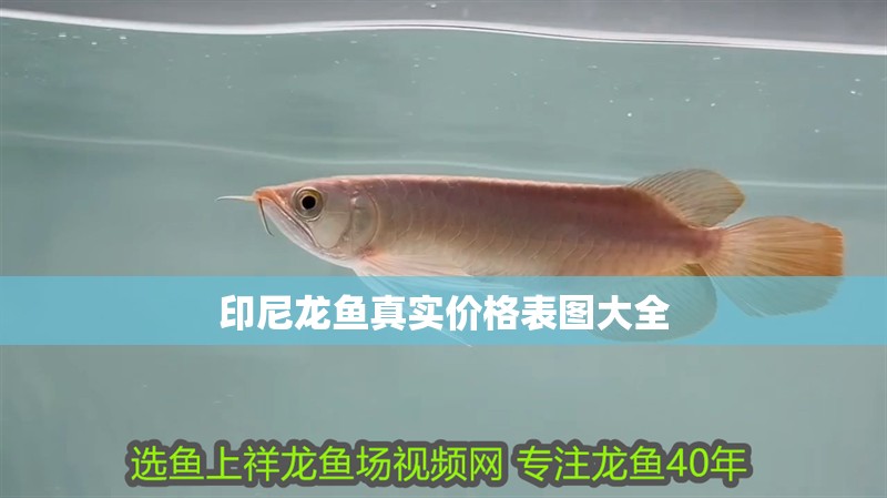 什么魚能和龍魚、虎魚混養(龍魚能和虎魚混養嗎) 印尼龍魚真實價格表圖大全 龍魚百科 印尼龍魚真實價格表圖大全 印尼龍魚真實價格表圖大全 龍魚百科