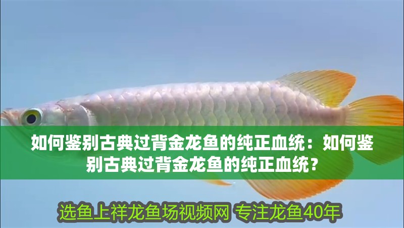 如何鑒別古典過背金龍魚的純正血統：如何鑒別古典過背金龍魚的純正血統？