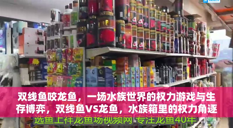 雙線魚咬龍魚，一場水族世界的權(quán)力游戲與生存博弈，雙線魚VS龍魚，水族箱里的權(quán)力角逐與生存暗戰(zhàn)