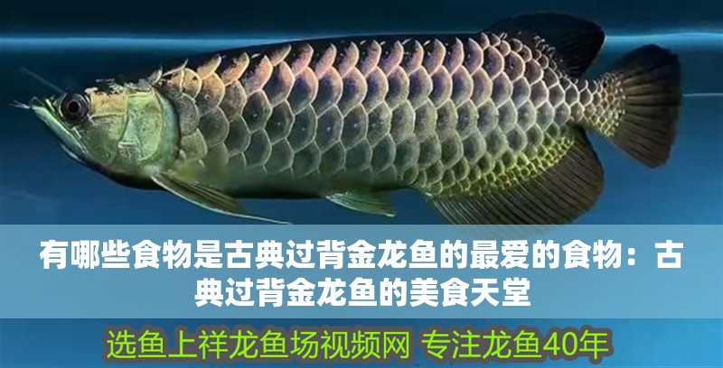 有哪些食物是古典過背金龍魚的最愛的食物：古典過背金龍魚的美食天堂