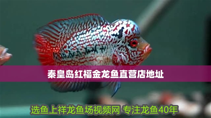 秦皇島紅福金龍魚直營店地址