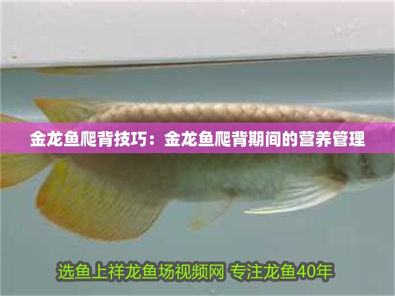 金龍魚爬背技巧：金龍魚爬背期間的營養(yǎng)管理
