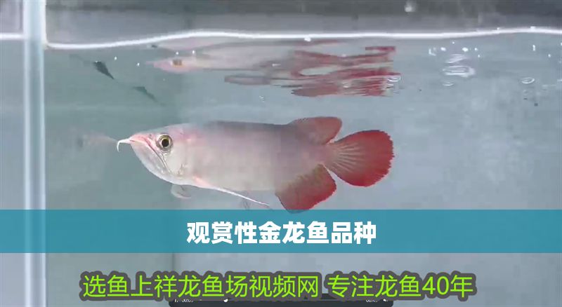 觀賞性金龍魚品種
