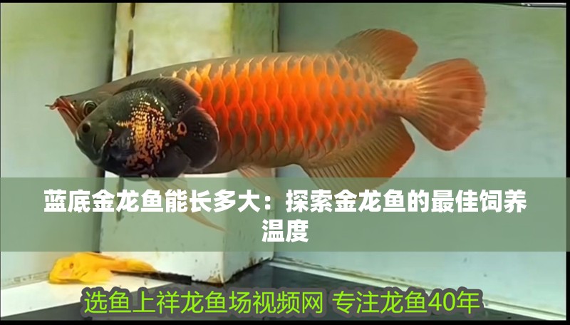 藍底金龍魚能長多大：探索金龍魚的最佳飼養溫度