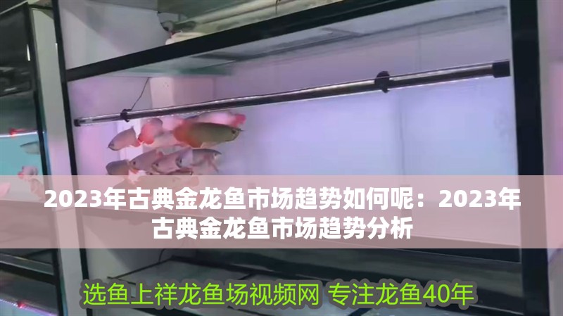 2023年古典金龍魚市場(chǎng)趨勢(shì)如何呢：2023年古典金龍魚市場(chǎng)趨勢(shì)分析