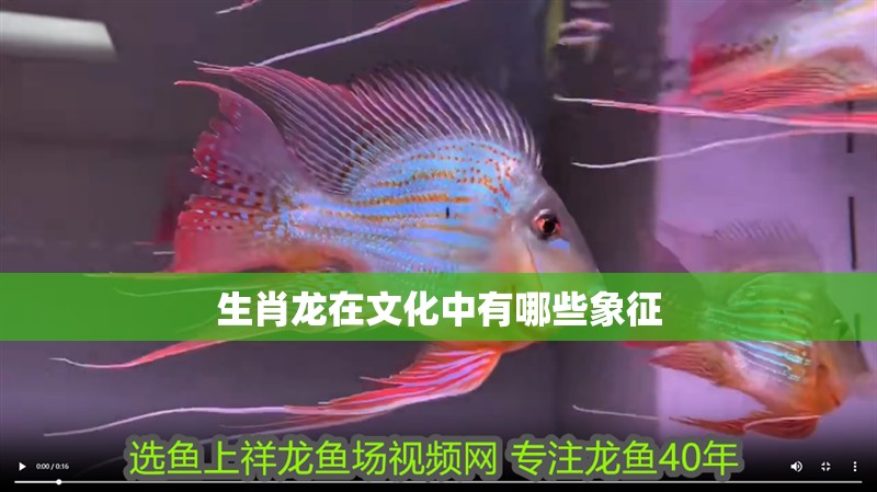 生肖龍在文化中有哪些象征