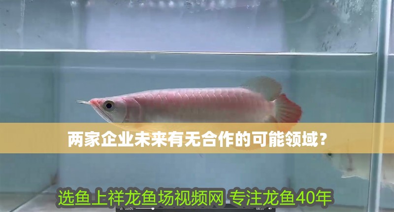 兩家企業(yè)未來有無合作的可能領(lǐng)域？