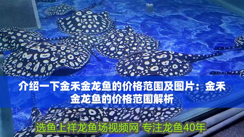 介紹一下金禾金龍魚的價格范圍及圖片：金禾金龍魚的價格范圍解析