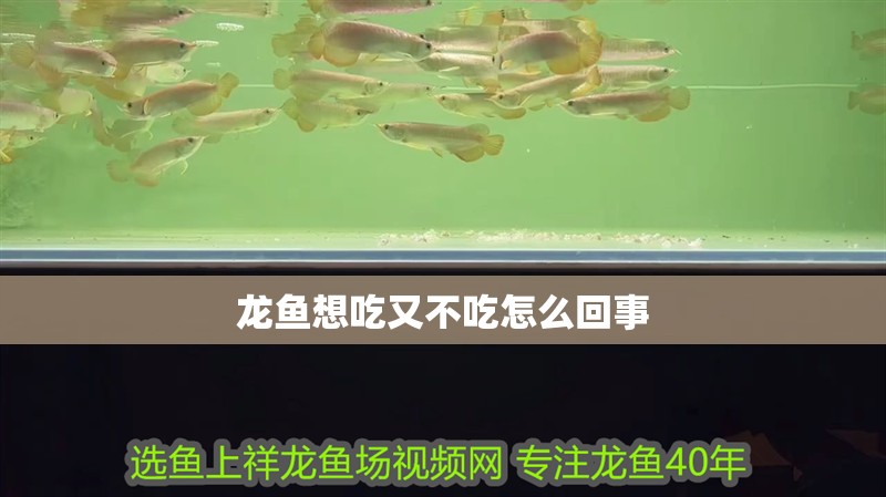 龍魚魚鱗發紅充血：龍魚魚鱗發紅充血是怎么回事？