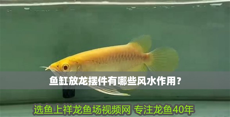 魚缸放龍擺件有哪些風水作用？