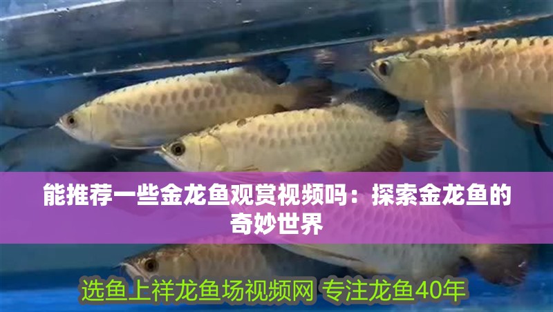 能推薦一些金龍魚觀賞視頻嗎：探索金龍魚的奇妙世界