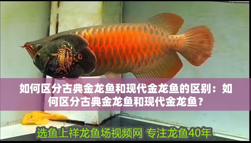 如何區(qū)分古典金龍魚和現(xiàn)代金龍魚的區(qū)別：如何區(qū)分古典金龍魚和現(xiàn)代金龍魚？
