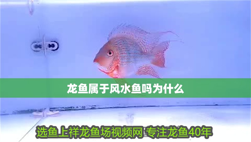龍魚屬于風水魚嗎為什么