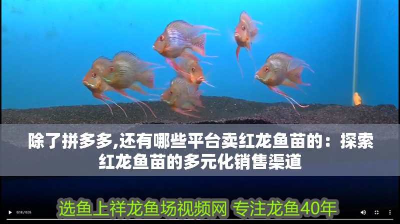 除了拼多多,還有哪些平臺賣紅龍魚苗的：探索紅龍魚苗的多元化銷售渠道 除了拼多多,還有哪些平臺賣紅龍魚苗的：探索紅龍魚苗的多元化銷售渠道 水族問答