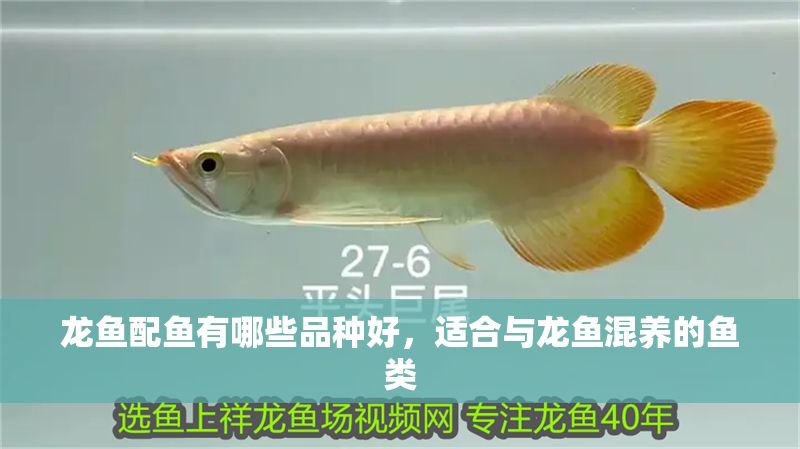 龍魚配魚有哪些品種好，適合與龍魚混養(yǎng)的魚類