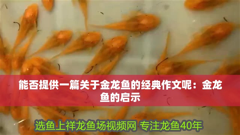能否提供一篇關于金龍魚的經典作文呢：金龍魚的啟示