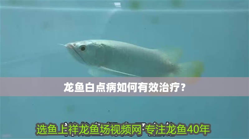 龍魚白點病如何有效治療？