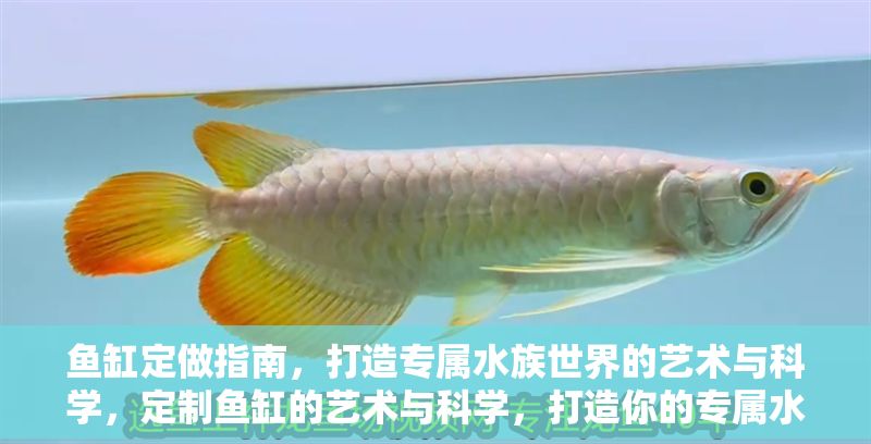 魚缸定做指南，打造專屬水族世界的藝術與科學，定制魚缸的藝術與科學，打造你的專屬水族世界