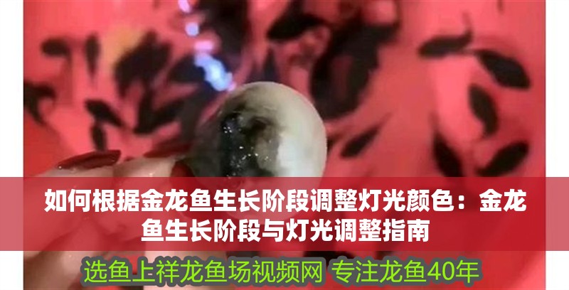 如何根據金龍魚生長階段調整燈光顏色：金龍魚生長階段與燈光調整指南