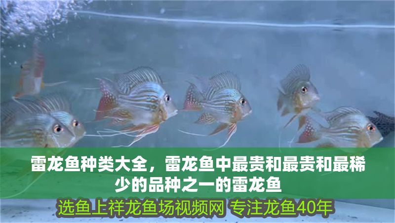 雷龍魚種類大全，雷龍魚中最貴和最貴和最稀少的品種之一的雷龍魚