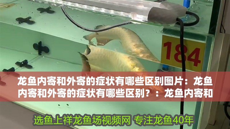 龍魚內寄和外寄的癥狀有哪些區別圖片：龍魚內寄和外寄的癥狀有哪些區別？：龍魚內寄和外寄和外寄的癥狀包括龍魚的癥狀和外寄的癥狀