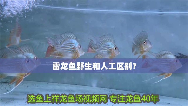 雷龍魚野生和人工區別？