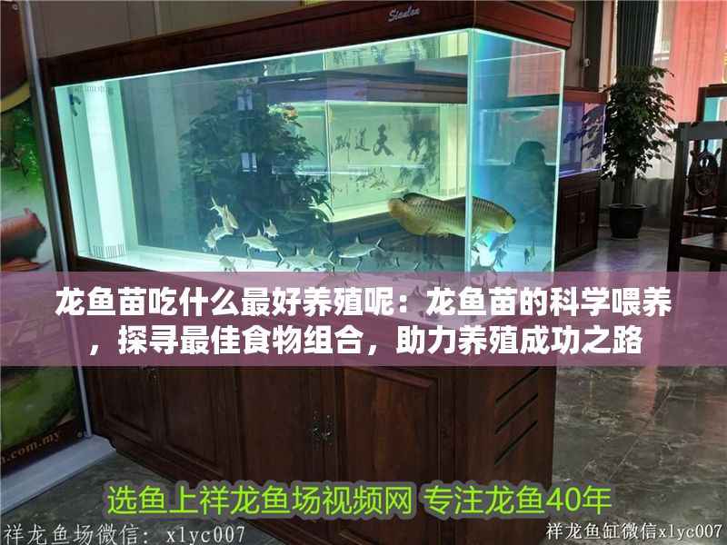 龍魚苗吃什么最好養殖呢：龍魚苗的科學喂養，探尋最佳食物組合，助力養殖成功之路