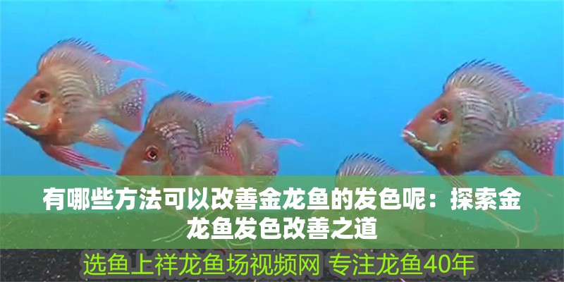 有哪些方法可以改善金龍魚的發(fā)色呢：探索金龍魚發(fā)色改善之道