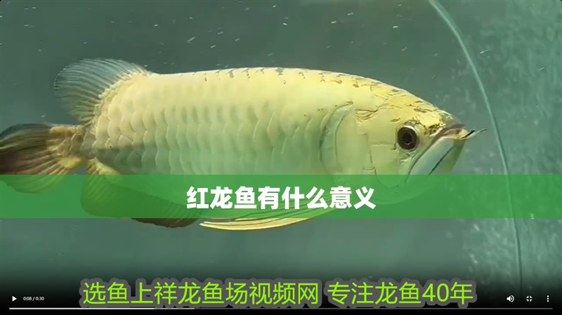紅龍魚(yú)有什么意義