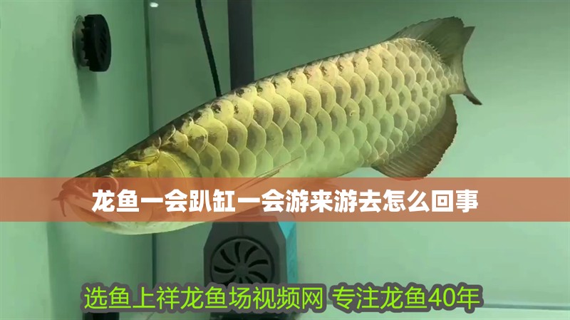 龍魚一會趴缸一會游來游去怎么回事